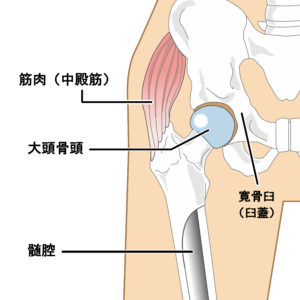 股関節周りの筋肉と骨の構造