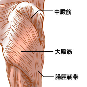 お尻の筋肉の名前