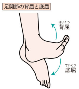 足首の動き、背屈、底屈