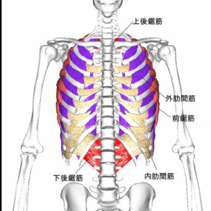 呼吸に関わる筋肉と骨の様子
