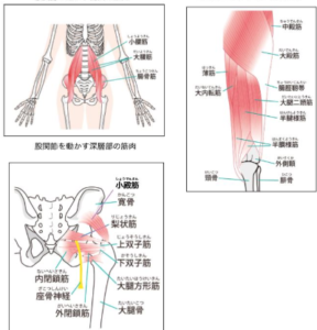 股関節周りの筋肉の種類