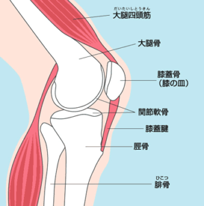 膝周りの骨と筋肉の構造