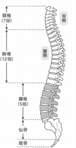 人の背骨の様子