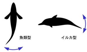 魚類とイルカの背骨の動きの違い