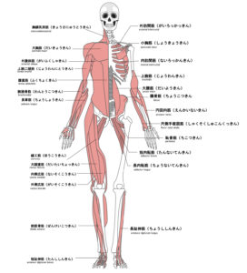 人の筋肉と骨の様子