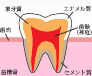 硬い歯の説明をしている