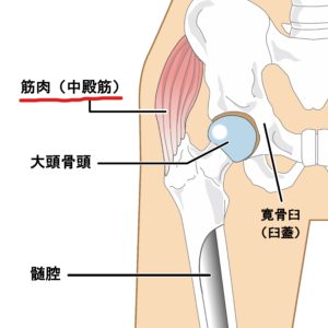 股関節の仕組みと筋肉